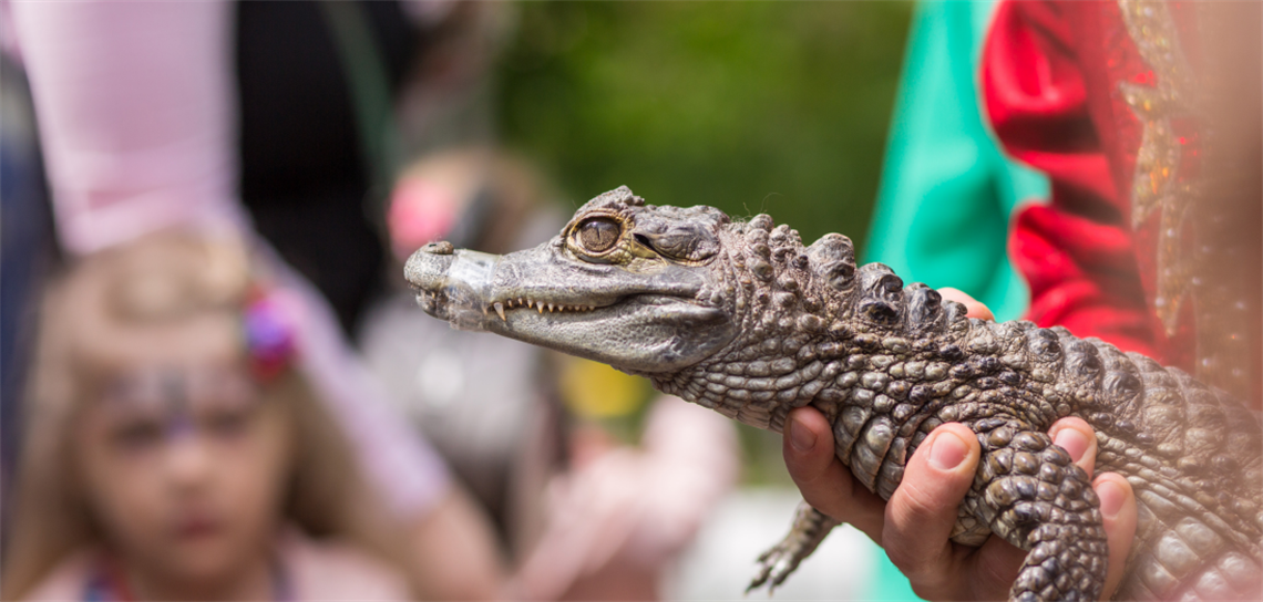 Rylstone Kandos Family Fun Day.PNG