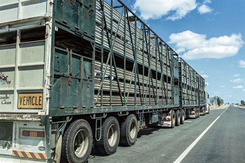 Saleyards truck image.jpg