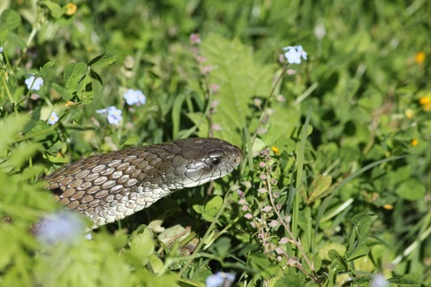 Snakes