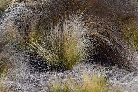 serrated-tussock.jpg