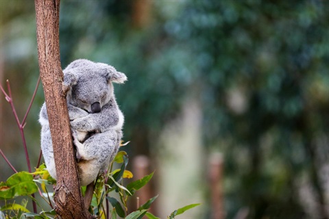 Threatened-species-koala