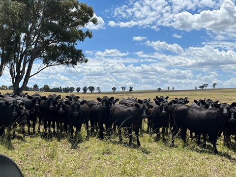 Black Angus Sale Mudgee