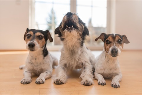Barking Dogs